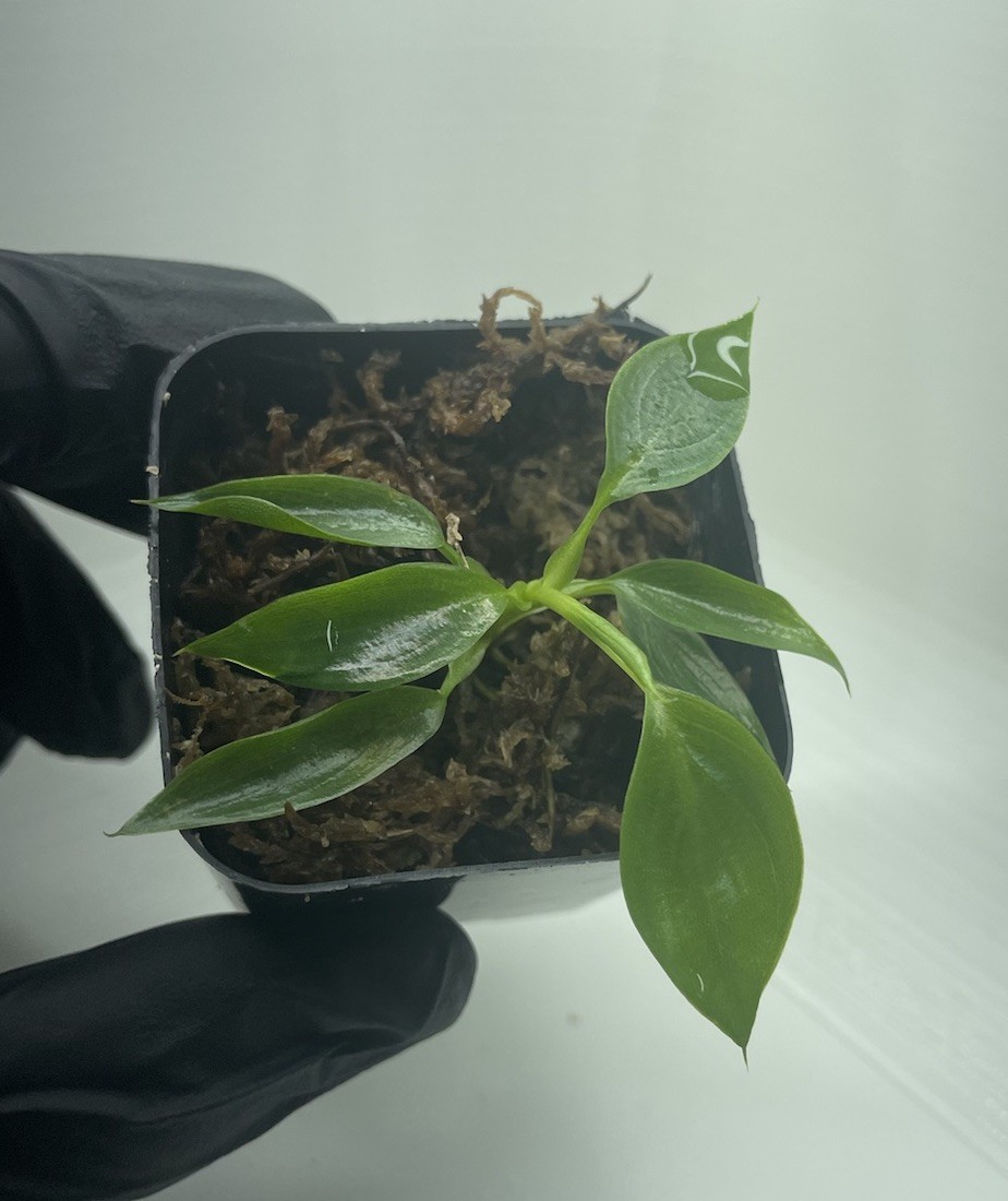 Philodendron Spiritus Sancti 2 Inch Pot Starter Plant  [Non Exact]