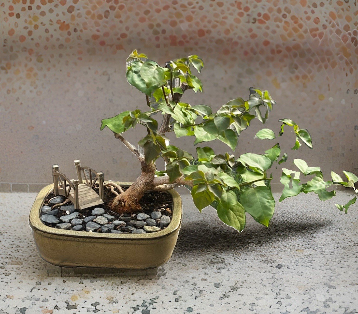 15 Y.O.  BOUGAINVILLEA BONSAI. RED BLOOMS