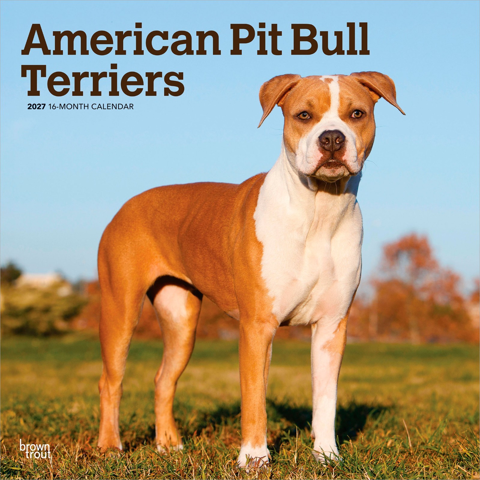 American Pit Bull Terriers | 2027 12x24 American Pit Bull Terriers | 2027 12x24