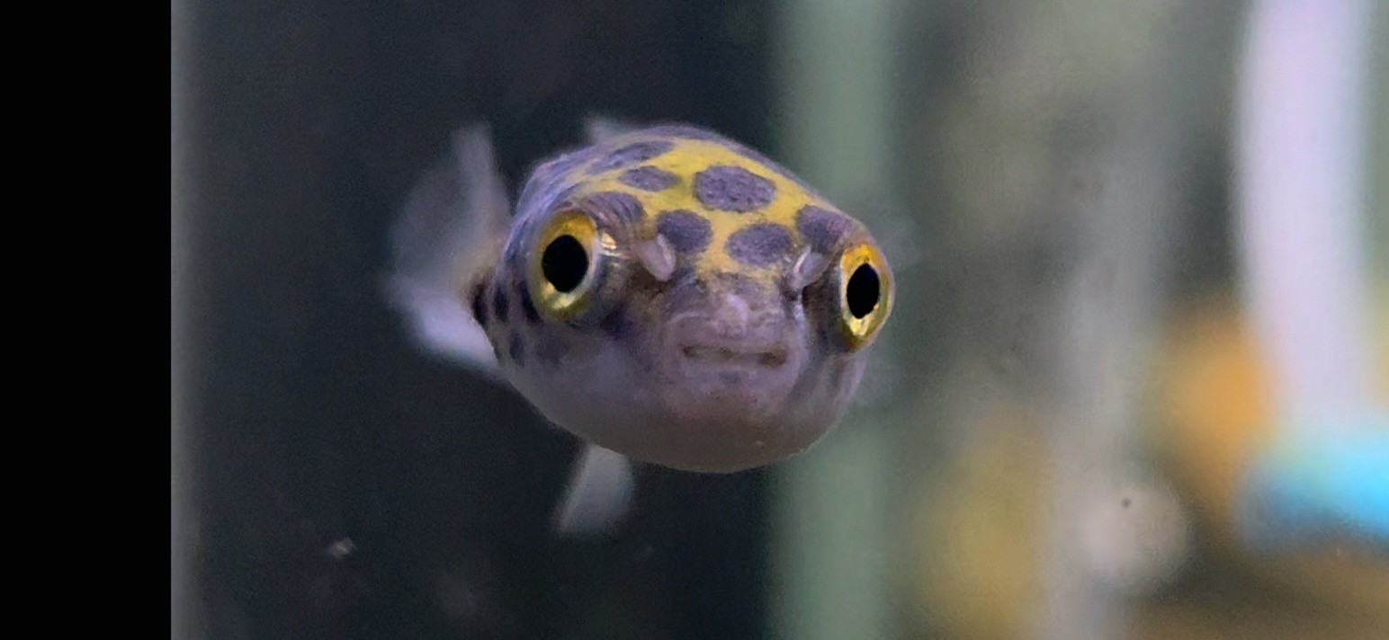 Leopard Puffer 1.5–2” – Live Freshwater Fish – Rare, Bold, and Captivating Leopard Puffer 1.5–2” – Live Freshwater Fish – Rare, Bold, and Captivating