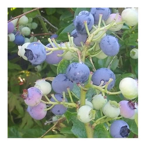 Blueberry Patriot Live Plant Cold Hardy Early Fruit Bush