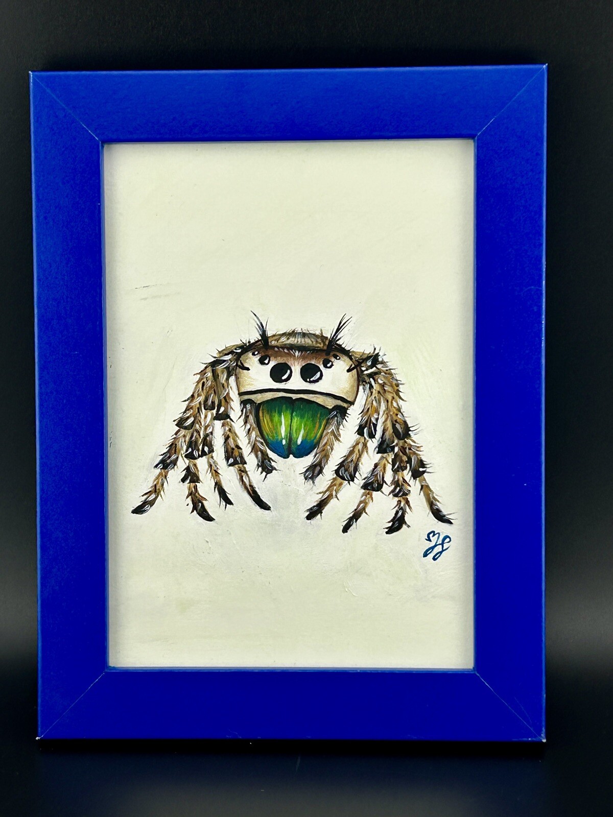 Florida Regal Jumping Spider Regias Phidippus Water Color 6½x8½\