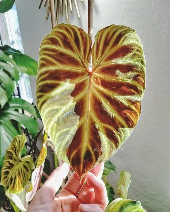 Pretty Imported Double Alocasia Orange Shade Colour Flower Bulbs Pack Of 2 Bulbs