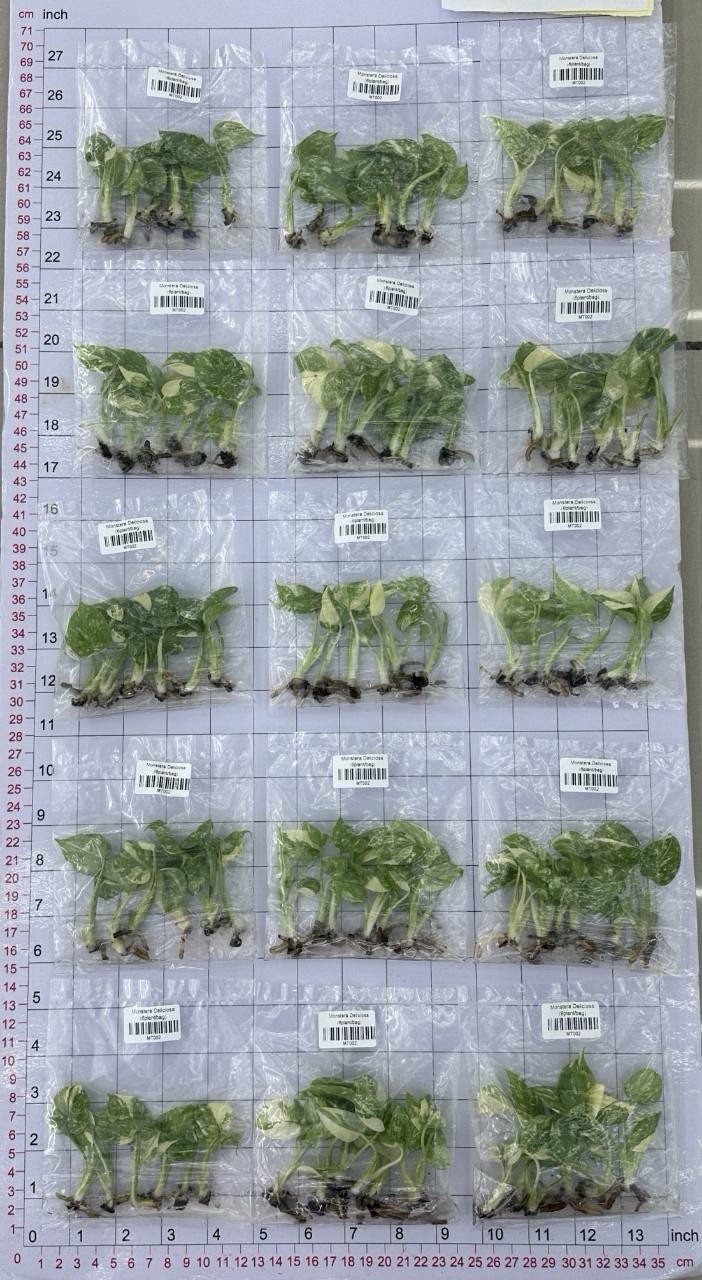 Monstera Thai Constellation Tissue Culture (1000 Stage 3 Tissue Culture Plants) Monstera Thai Constellation Tissue Culture (1000 Stage 3 Tissue Culture Plants)