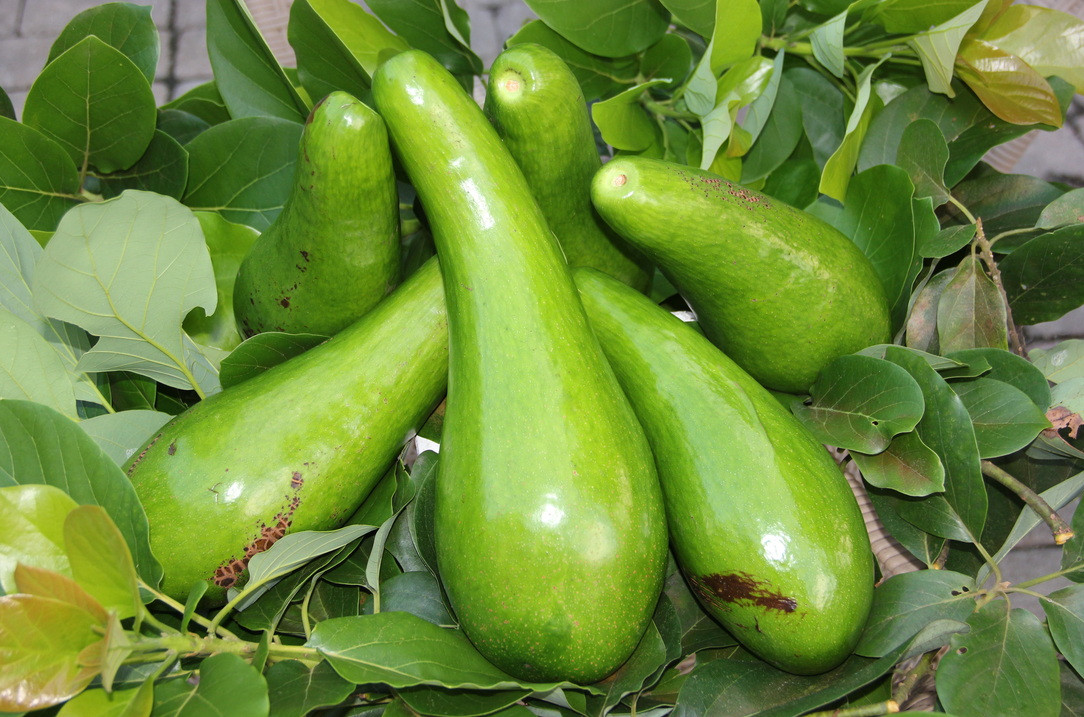 Live Russell Long Neck Avocado Tree - Grafted - 2-3 Ft - Patio Fruit Tree 