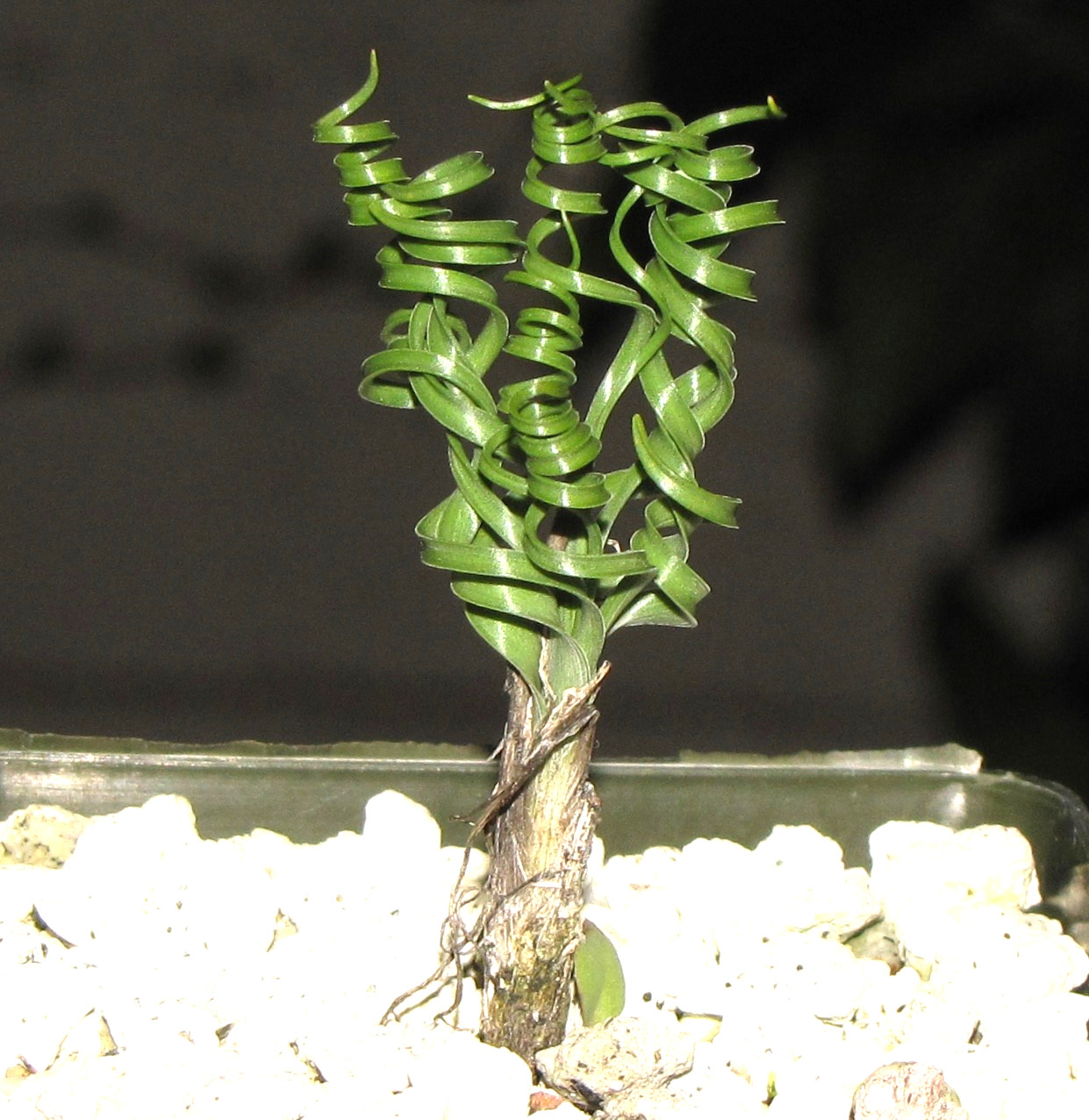 Nicipe verae Very rare corkscrew bulb, easier than Gethyllis