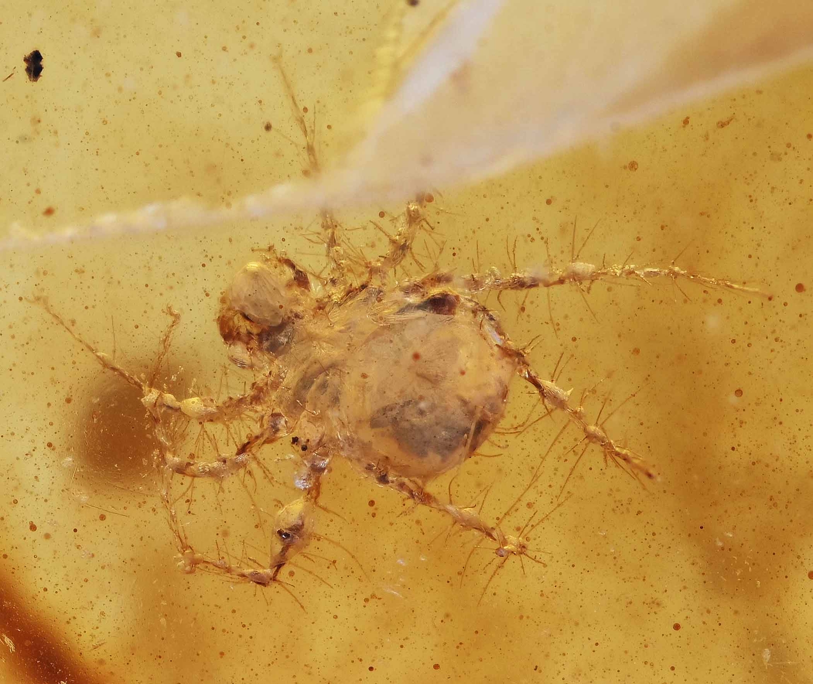 Detailed Hairy Legged Acari (Mite), Fossil Inclusion in Burmese Amber Detailed Hairy Legged Acari (Mite), Fossil Inclusion in Burmese Amber