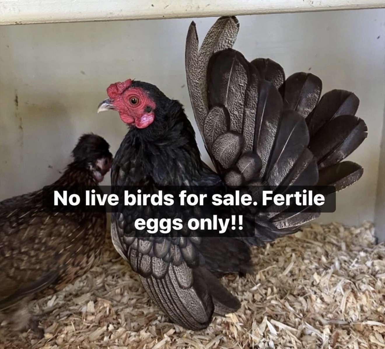 12 Kikiriki (Kiri) Hatching eggs NPIP/AI and PT Clean 