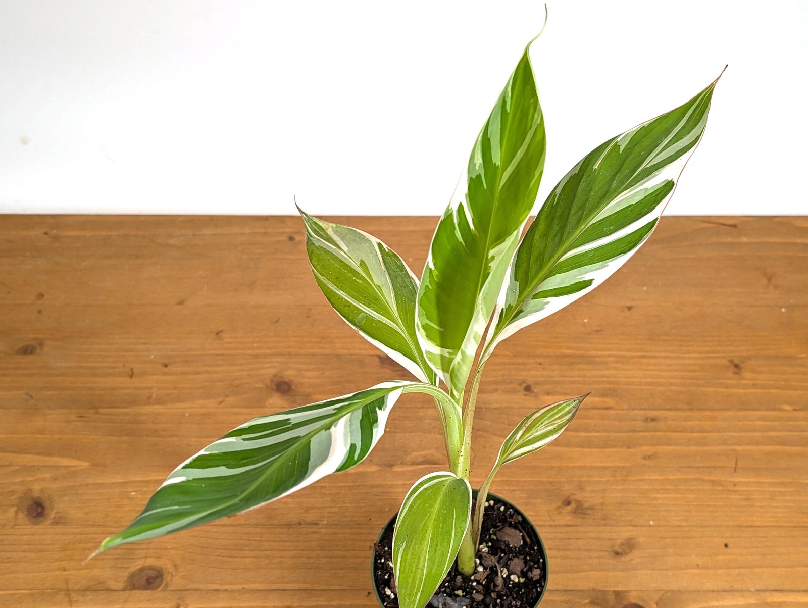 Variegated Banana Musa Florida - Grows Edible Fruit - Variegated Bananas Can
