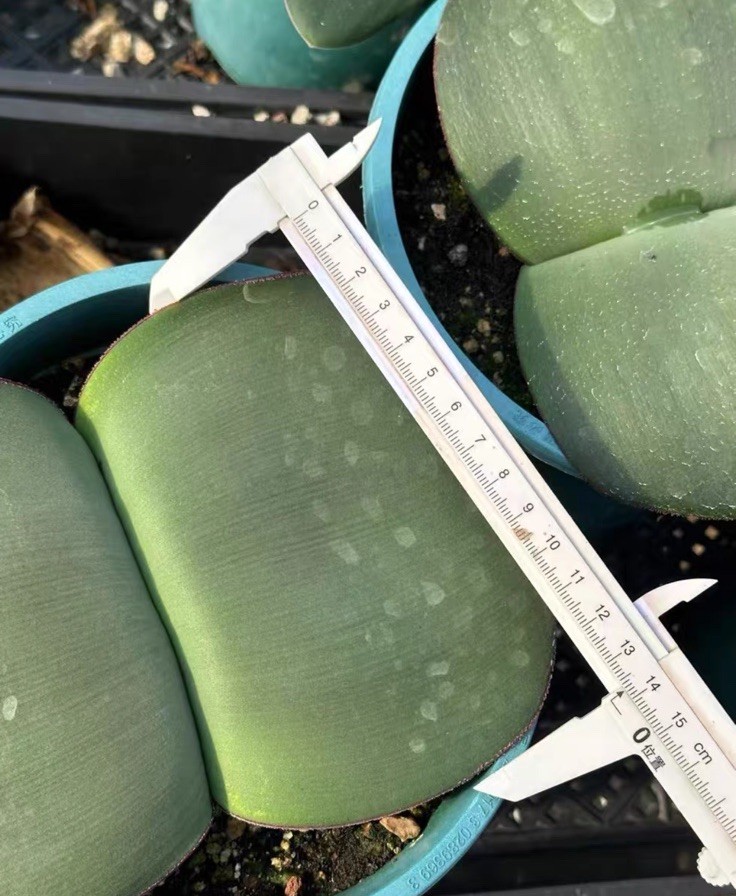 haemanthus  sanguineus, near flowering size 4 cm+ in diameter