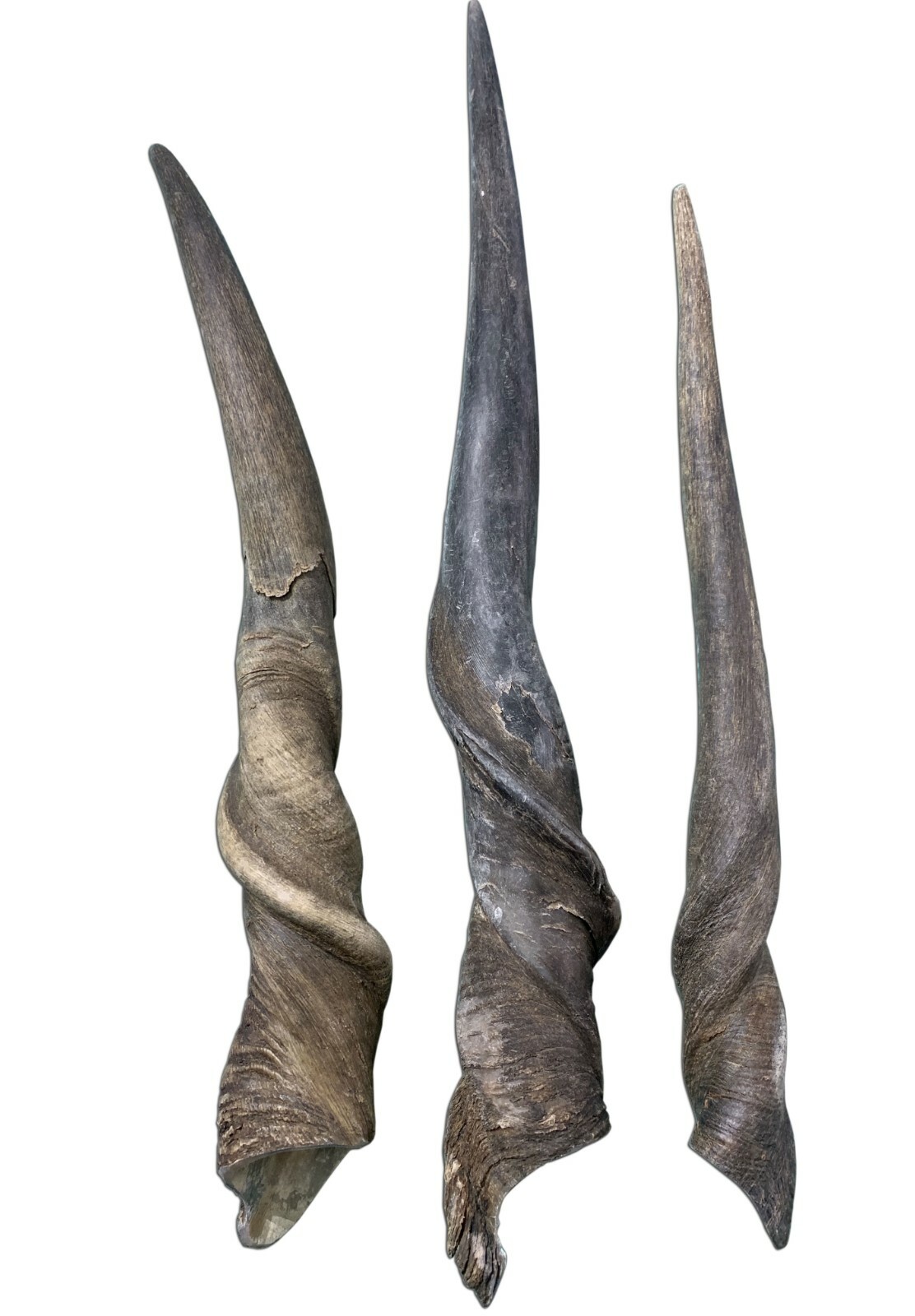 Eland Horn, 1 African Antelope Horn Average Size Approx. 14\