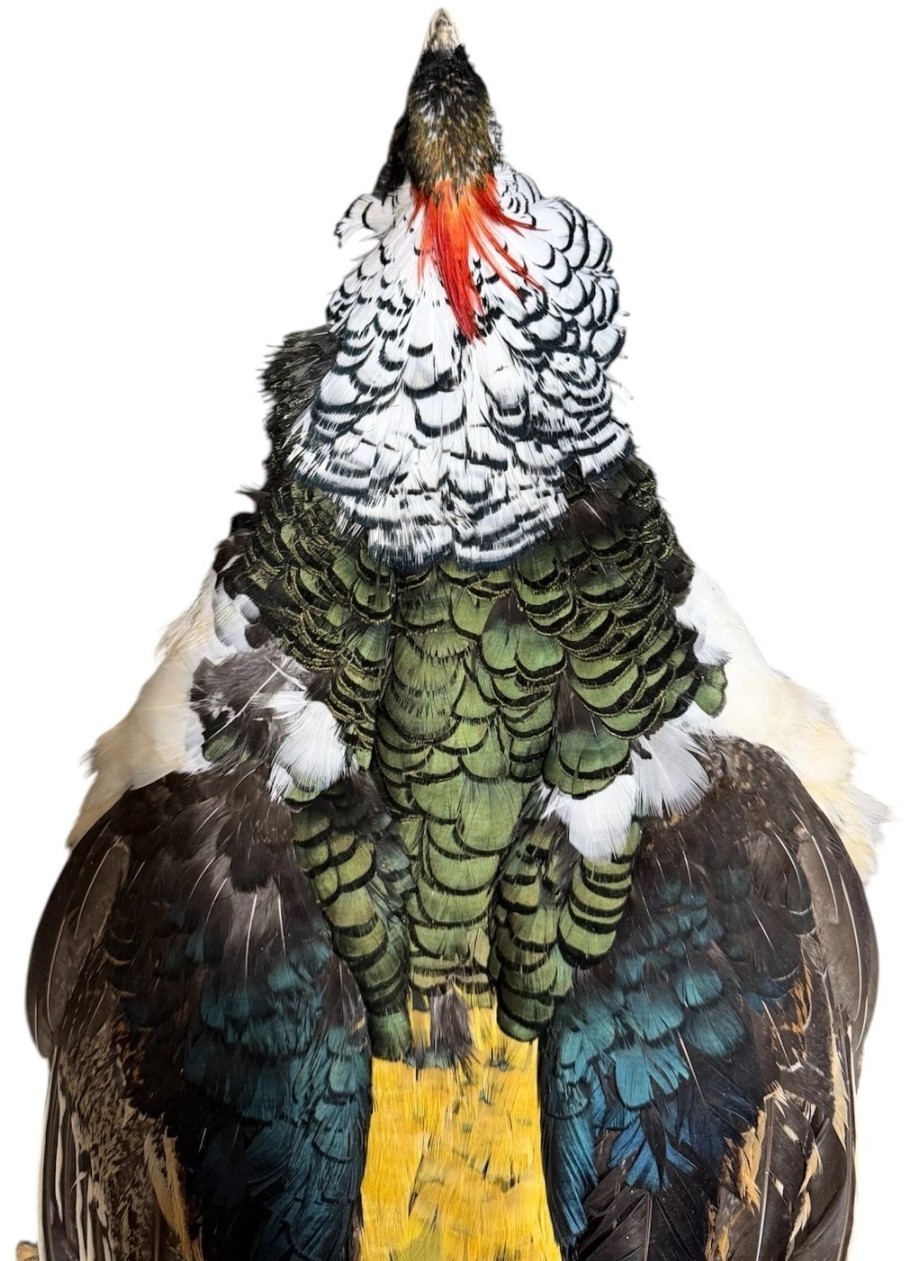 Lady Amherst Pheasant Full Skin (Chrysolophus amherstiae) Lady Amherst Pheasant Full Skin (Chrysolophus amherstiae)