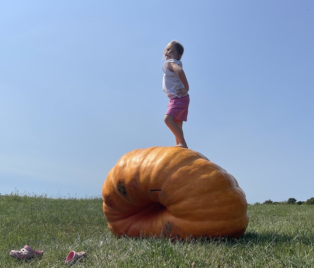 Atlantic Giant Pumpkin Seeds 1305 McMillin’24 (1783 New x 1109 McMillin)$35