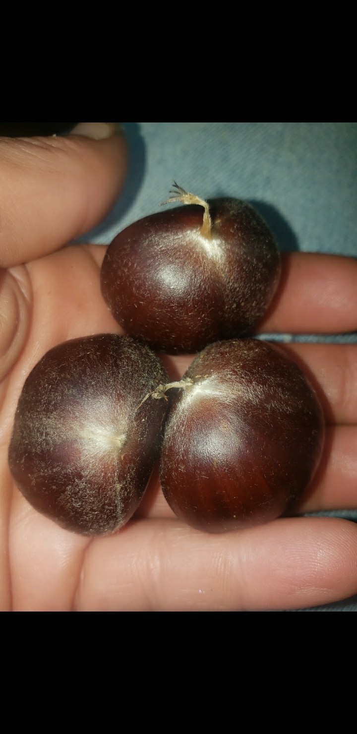 15 American Chestnuts tree seeds organic 2026 ohio grown