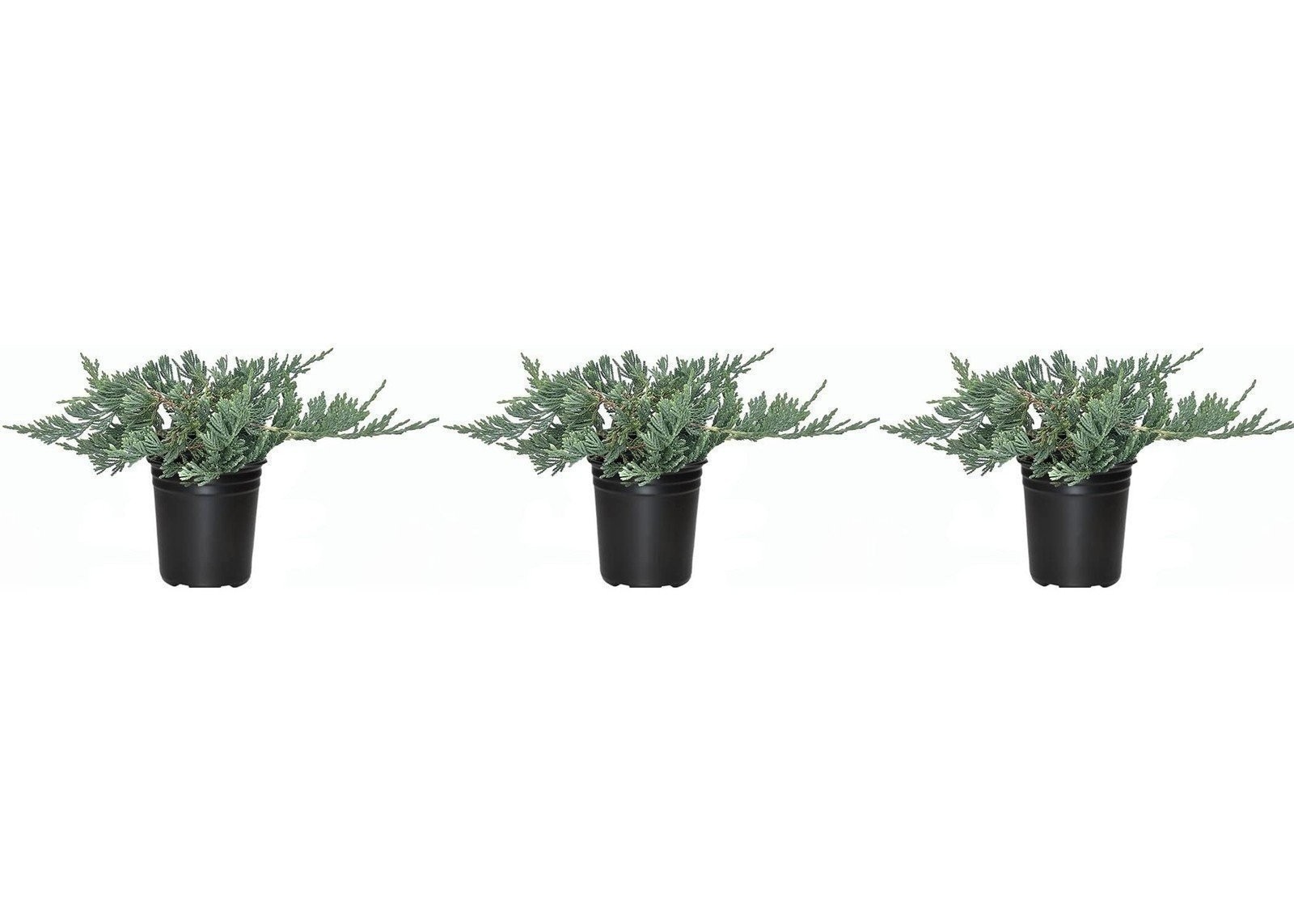 Juniper Blue Rug | 3 Live 4 Inch Plants | Juniperus Horizontalis | Groundcover Juniper Blue Rug | 3 Live 4 Inch Plants | Juniperus Horizontalis | Groundcover