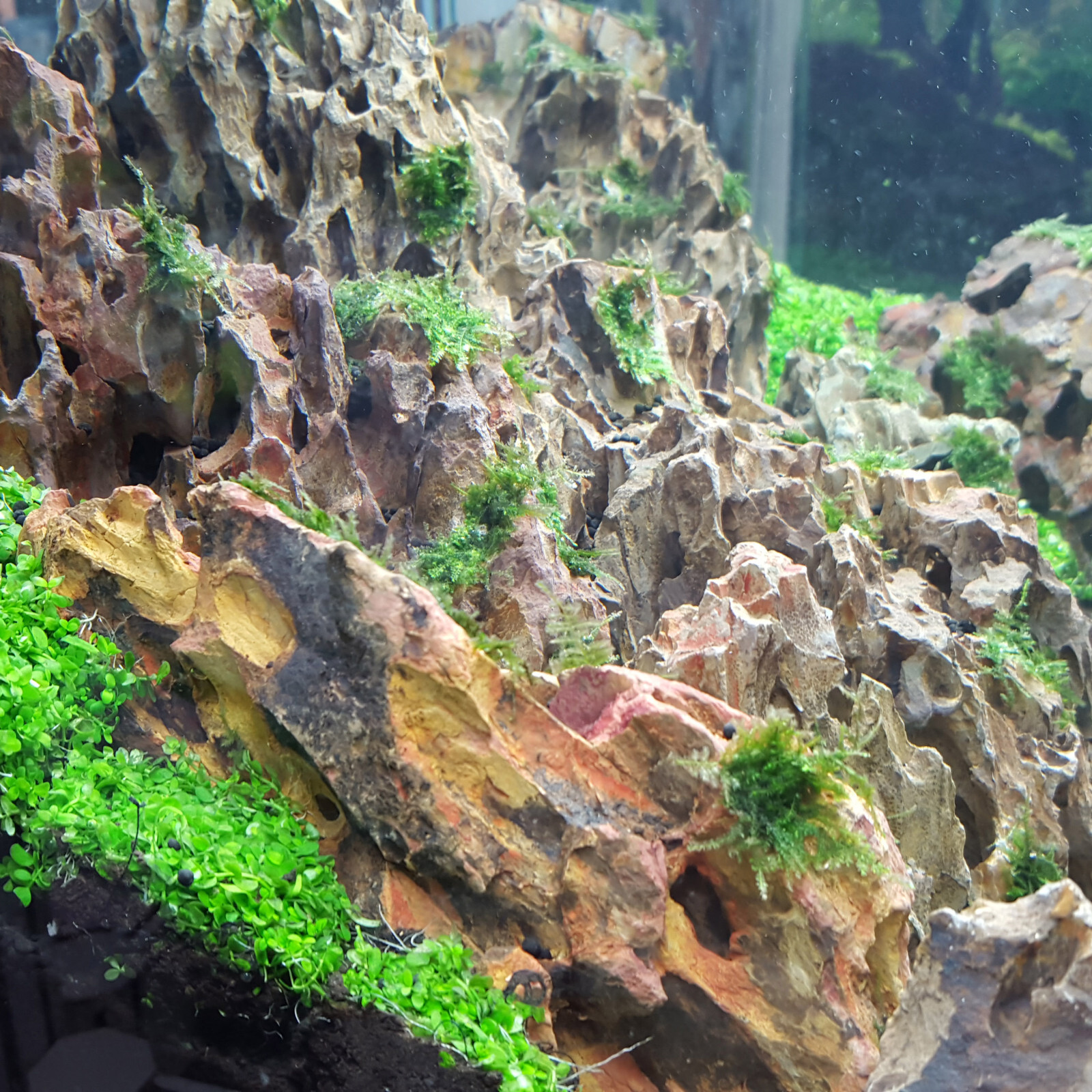 Dragon Stone (Ohko Stone) / Planted Aquarium / Decoration / Hardscape 10 Lbs Box