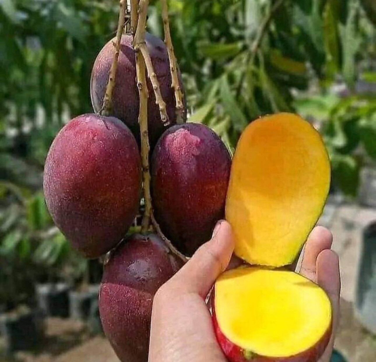 Irwin (Miyazaki) Egg Of Sun MANGO TREE GRAFTED 2-4 Ft.Ship To All States.