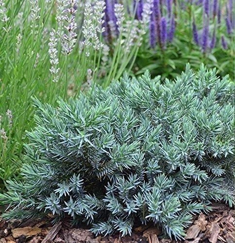 Juniper Blue Star | 2 Inch | Juniperus squamata | Groundcover | Erosion Control