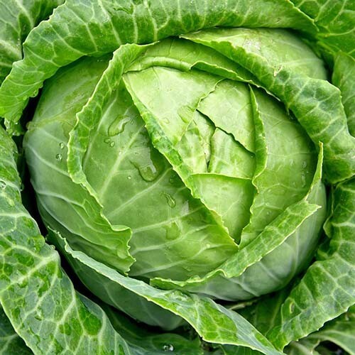 500 COPENHAGEN MARKET EARLY CABBAGE SEEDS ~ heirloomseedguy ~ 2027 ~ NON-GMO