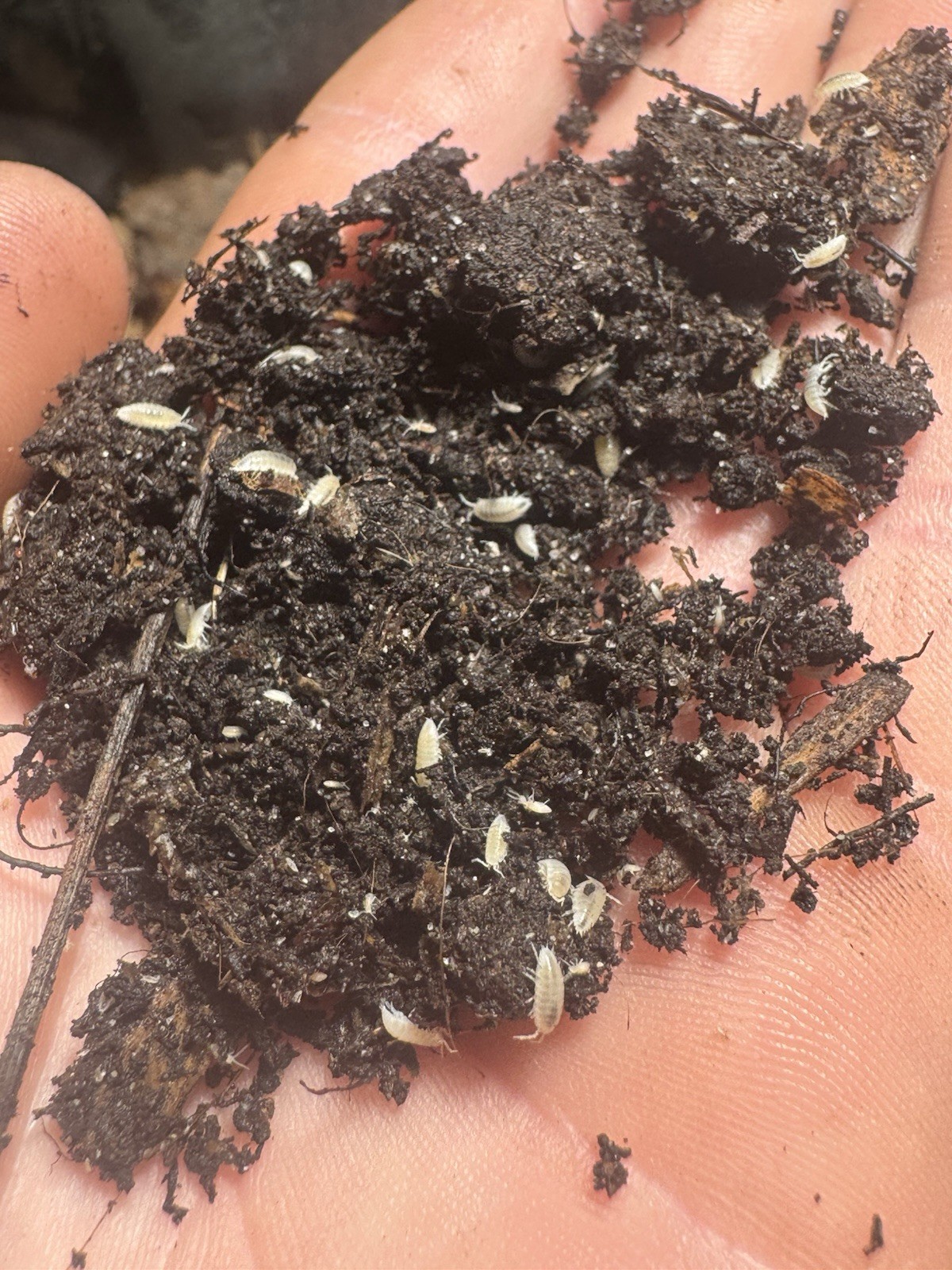 150+ Dwarf White Isopod