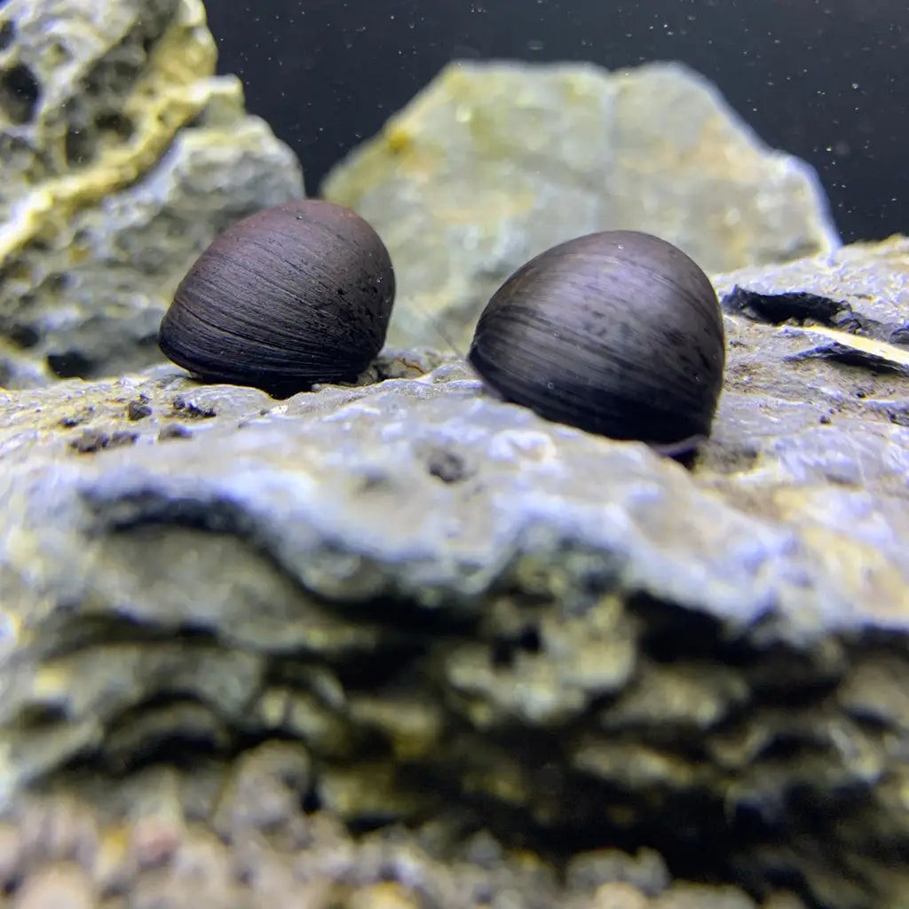 3 Black Military Helmet Snails (Neritina pulligera)