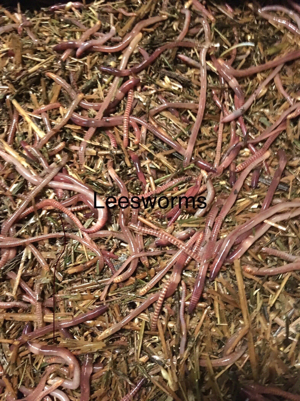 1lbs Red wiggler Composting worms 1lbs Red wiggler Composting worms