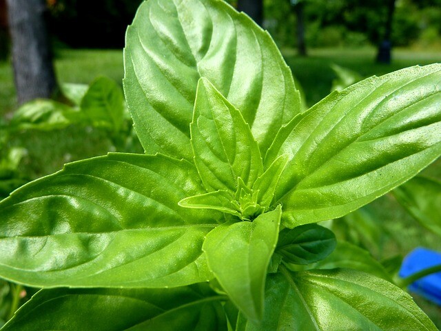 200 SWEET BASIL SEEDS ~ heirloomseedguy ~ 2027 ~ NON-GMO