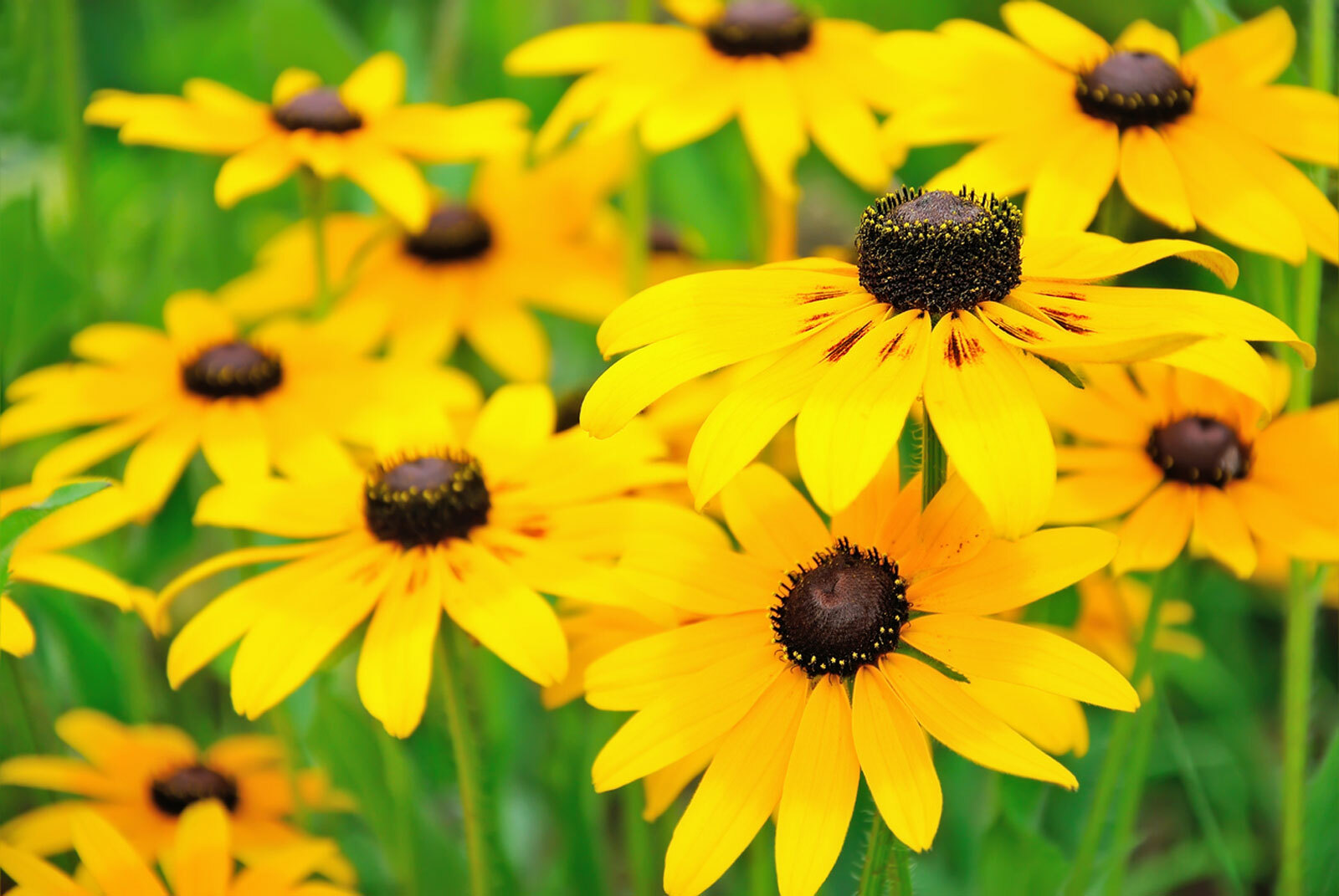 Black Eyed Susan Seeds, Rudbeckia Hirta, Classic Wildflower, 