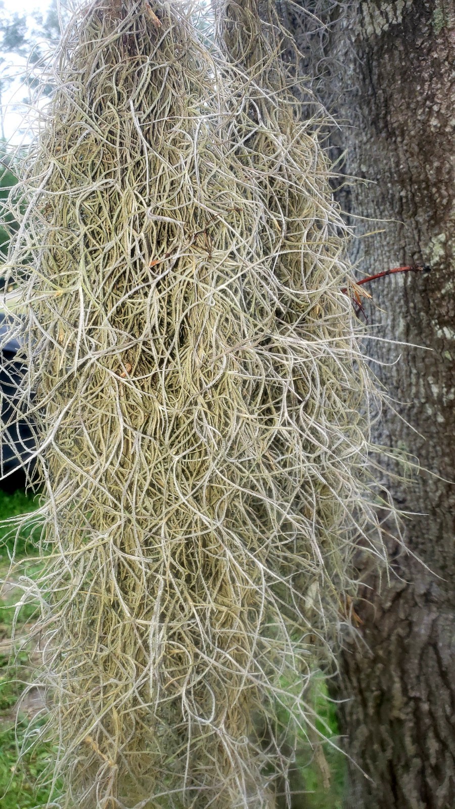 1 Gallon Bag Of Live Spanish Moss