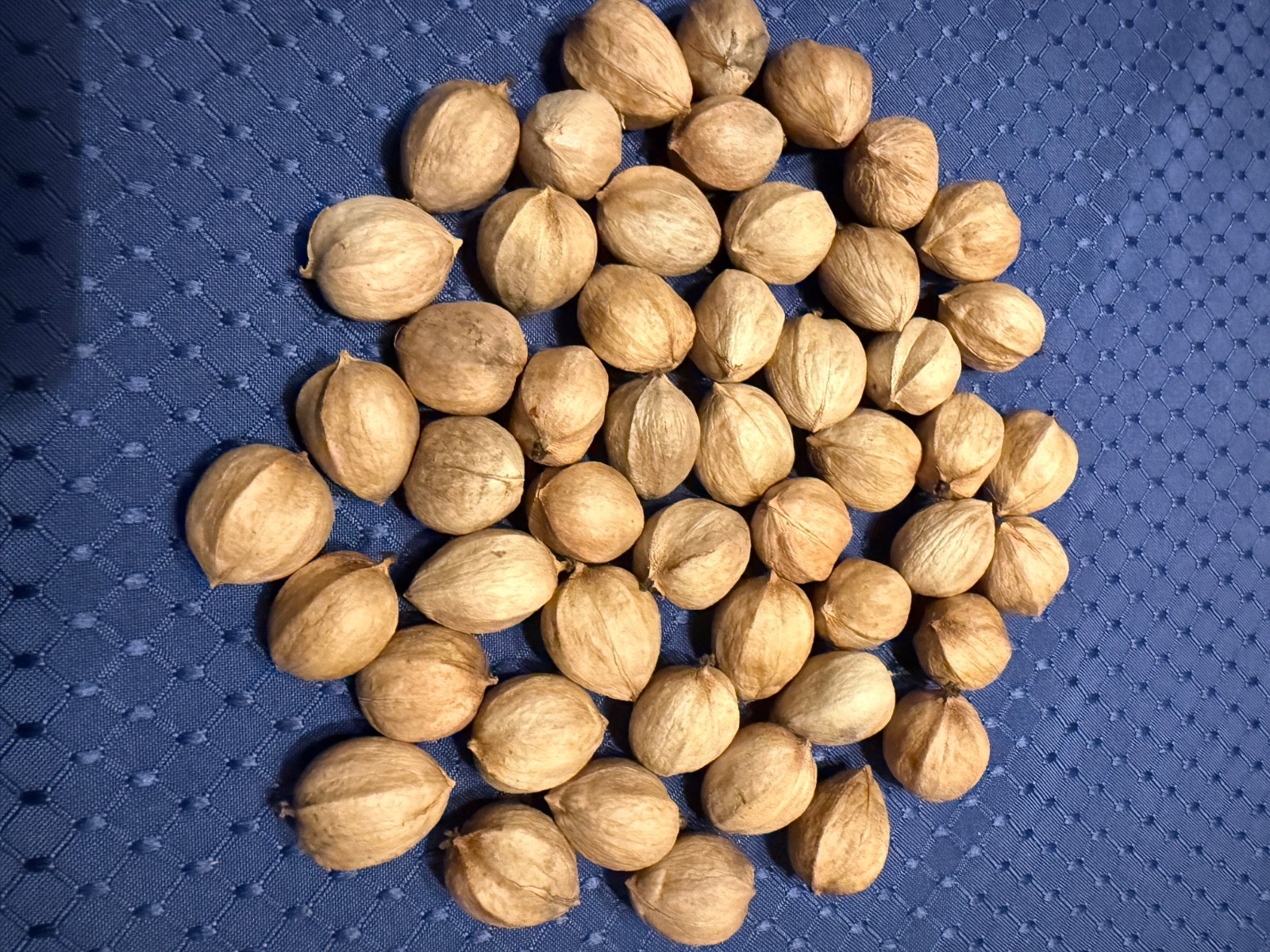 44 HICKORY NUTS Nuts/ySeeds from PA—Wild-Foraged–Free Shipping