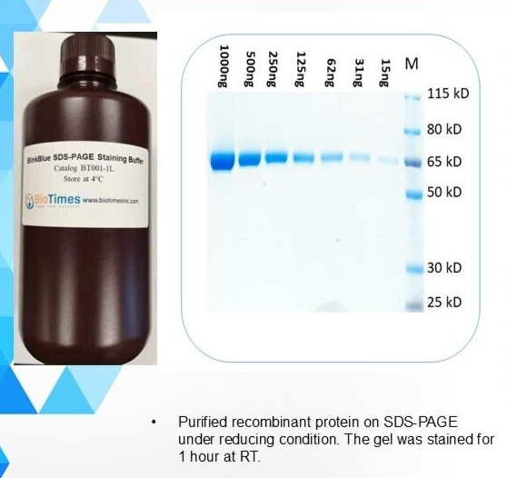 One step SDS-PAGE gel Staining Buffer - 1 liter, catalog BT001-1L One step SDS-PAGE gel Staining Buffer - 1 liter, catalog BT001-1L