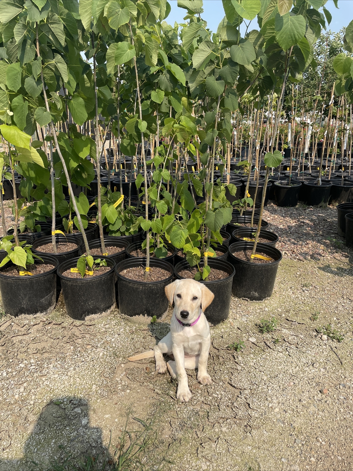 American Linden Tree 3’-5’ Potted Tree American Linden Tree 3’-5’ Potted Tree