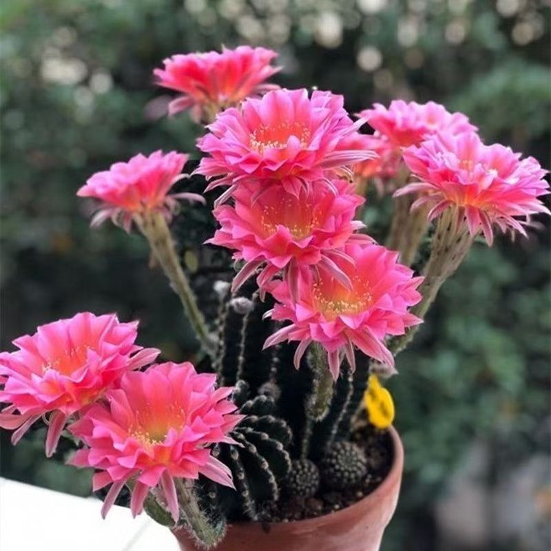 Echinopsis Schick Hybrids Fragrance Blooming Cactus Succulent