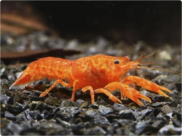 5 + 2 Extra DOA High Grade Young Juvi Mexican Orange Dwarf Crayfish