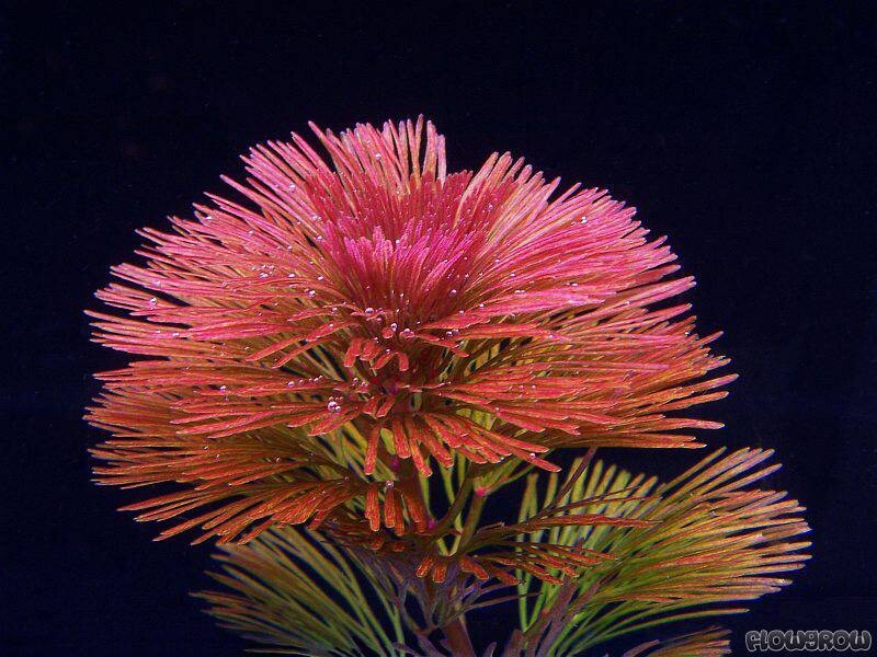 3 Stems Cabomba Furcata live aquarium plants beautiful FREE S/H Rare