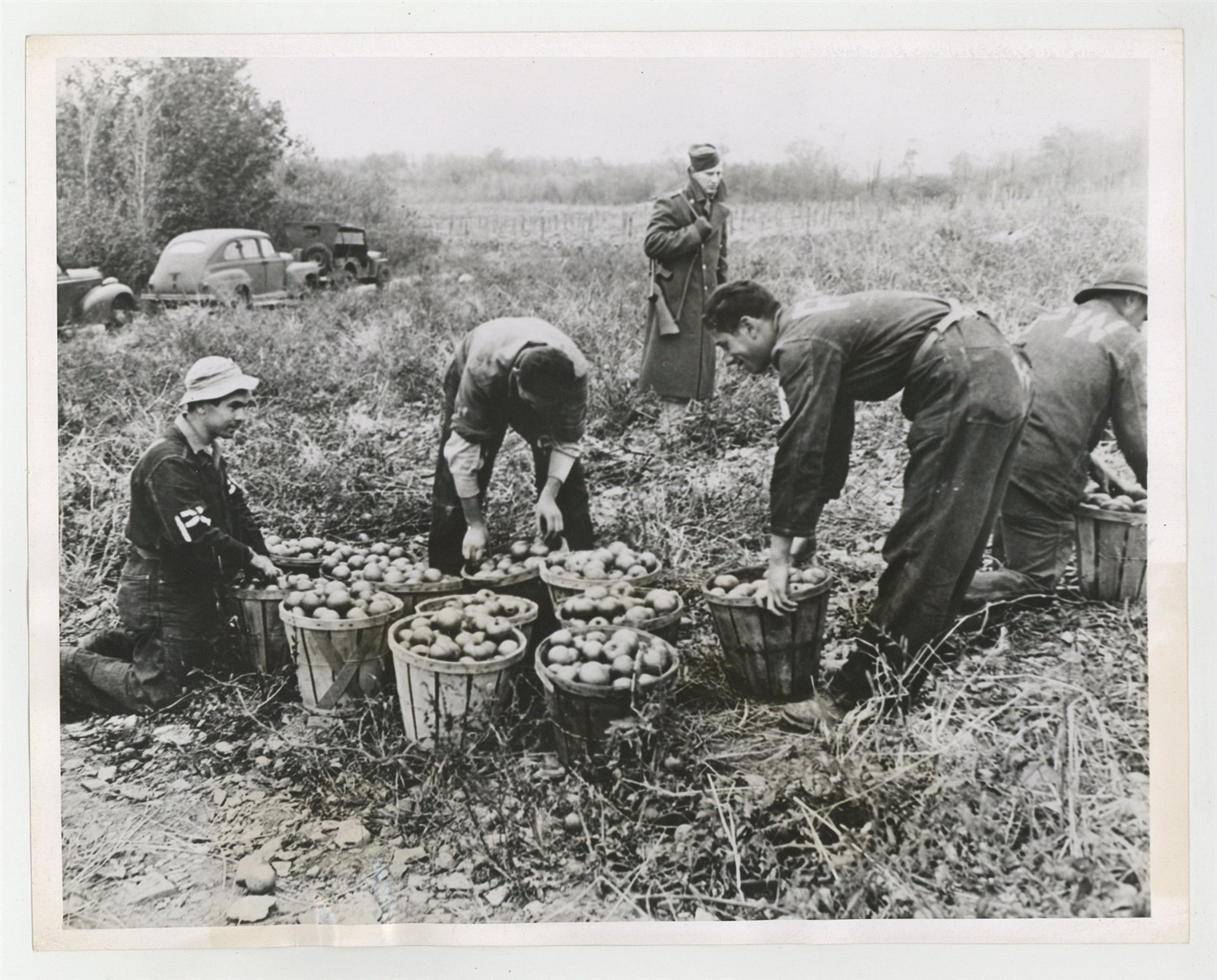Italian Prisoners War POW Picking Tomatoes Fredonia, NY 1943 Camp Photo J15318
