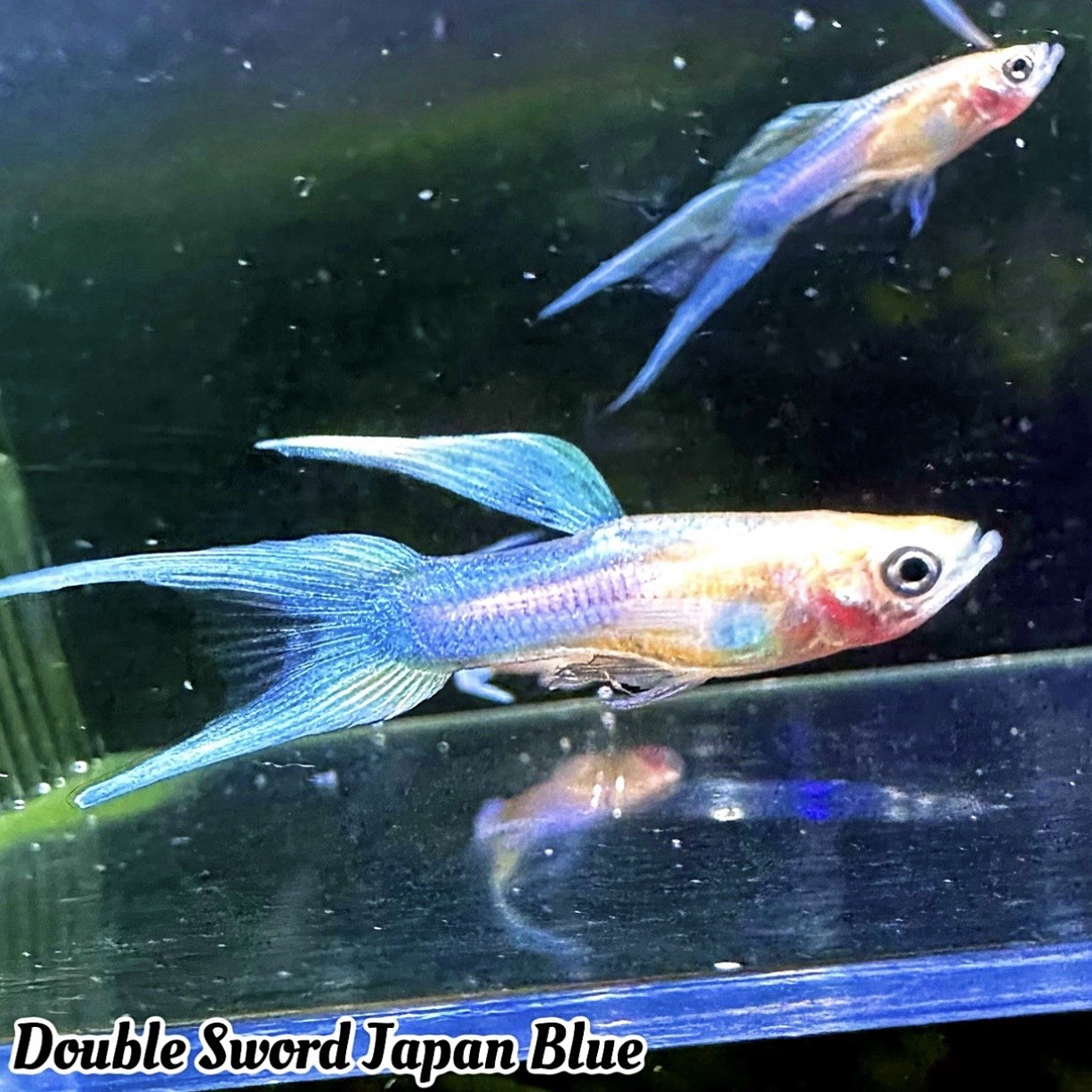 1 PAIR- Double Sword Japan Blue Guppy - FREE 2 DAY SHIPPING - Live Guarantee