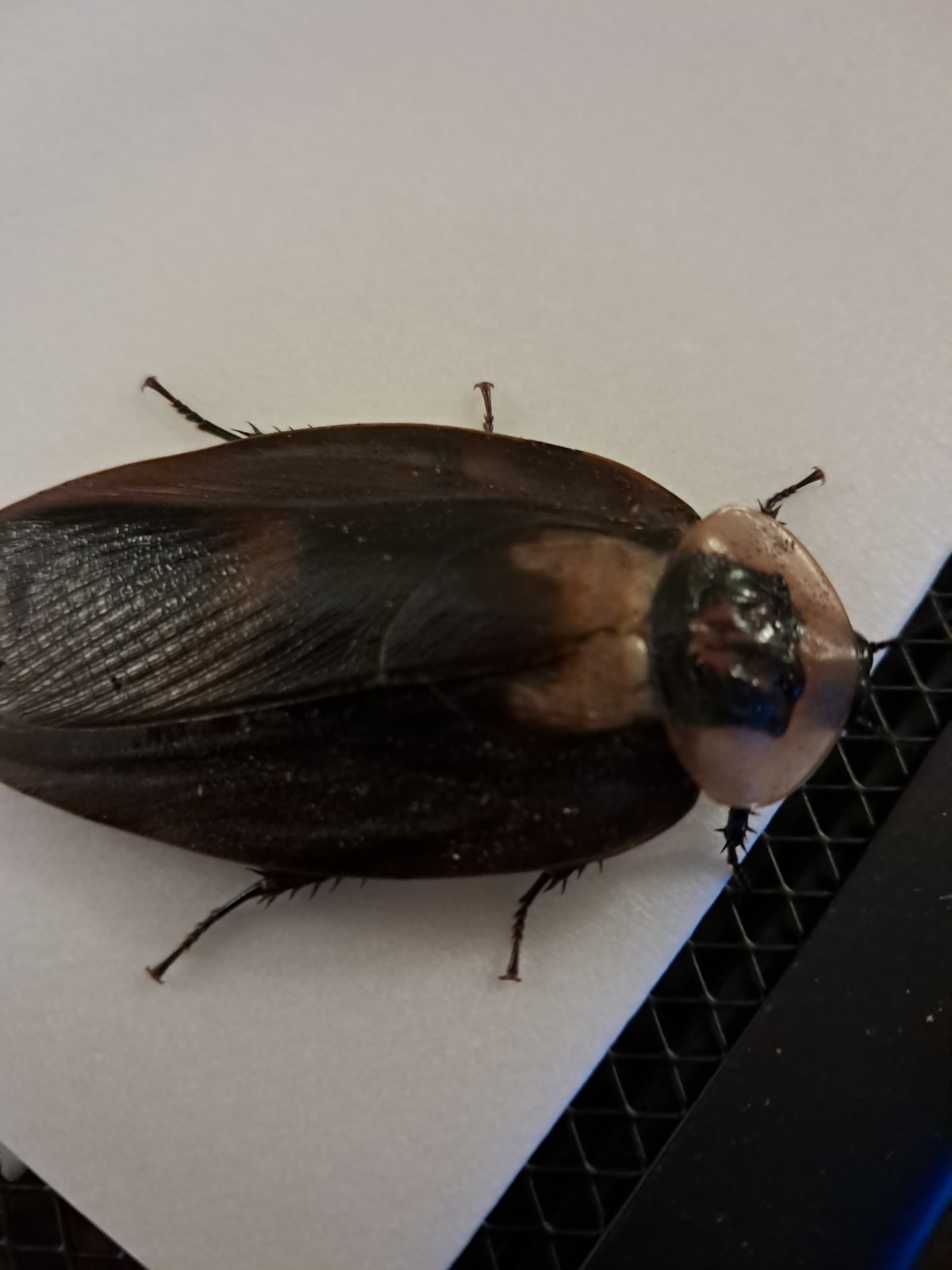 Death\'s Head Cockroach 10+ Nymphs (unconfirmed lineage)