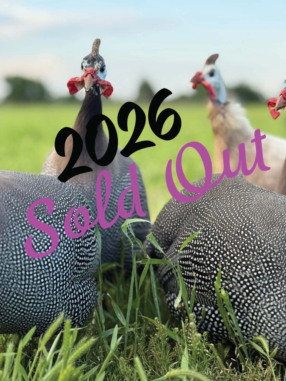 14 FRESH GUINEA BIRD FOWL HATCHING EGGS PINTO, PIED, CHOCLATE, PEARL & MANY MORE