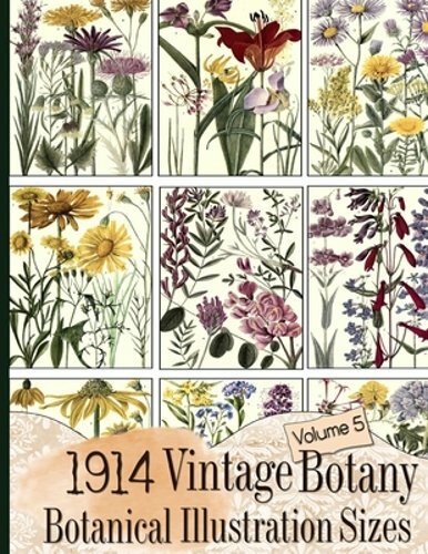 1914 Vintage Botany Botanical Illustration Sizes by C Anders: New 1914 Vintage Botany Botanical Illustration Sizes by C Anders: New