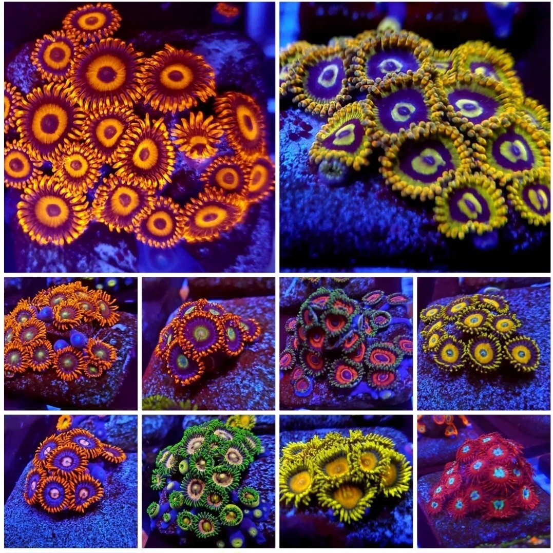 Zoanthids/polythoa Coral 10x Frag Pack