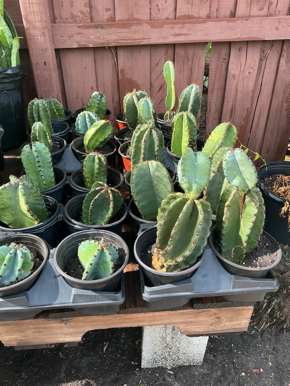 PERUVIAN APPLE CACTUS  (Cereus peruvianus )ORGANIC ROOTING (2\