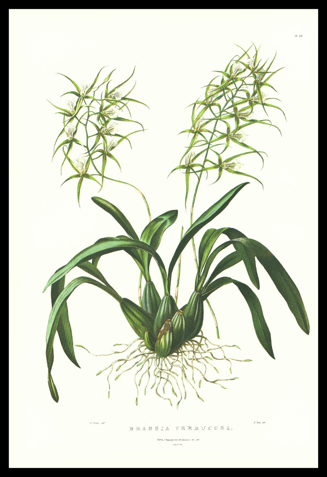 1973 Bateman Orchid Print \