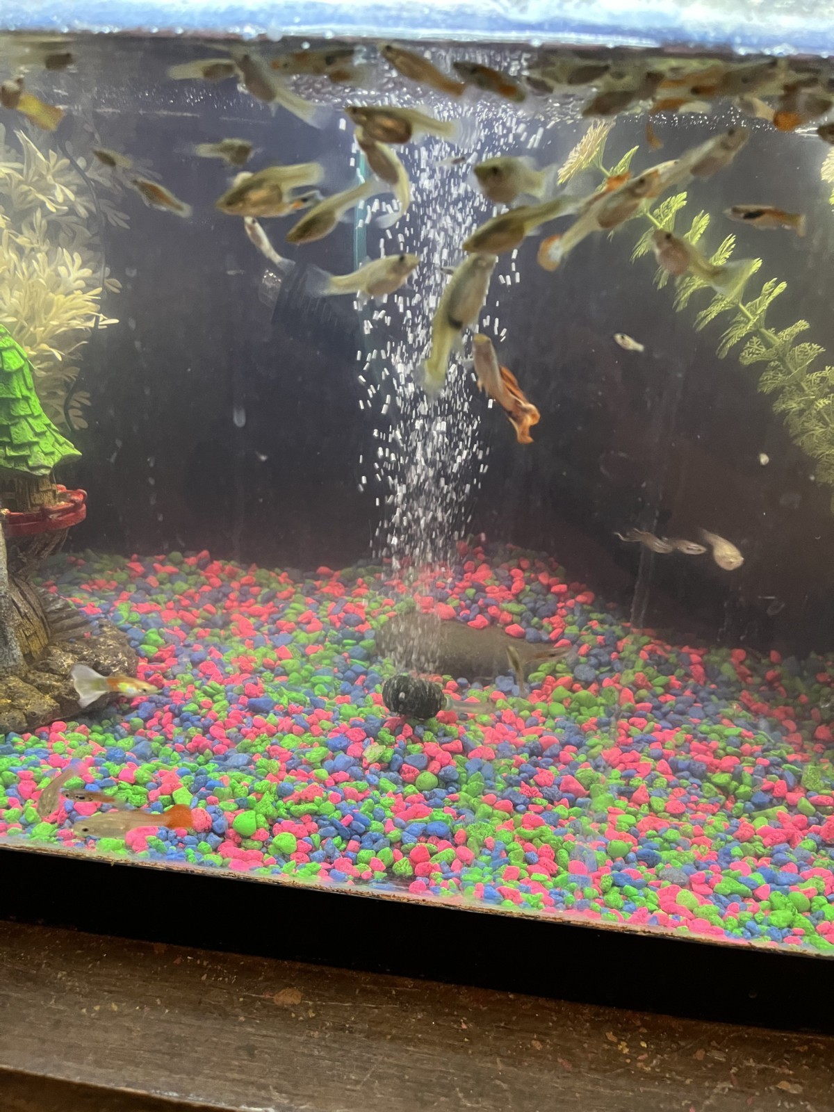 3 Juvenile Female Endler Livebearers, Endler\'s Guppy for sale at a good price