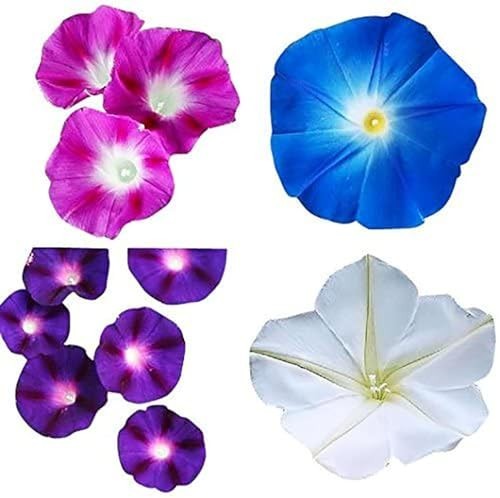 Morning Glory Seeds Mix - Blue, Purple, White, Rose Flowers for Garden Morning Glory Seeds Mix - Blue, Purple, White, Rose Flowers for Garden