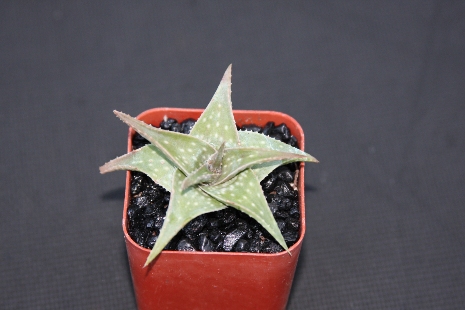 Aloe cv Blue mist hybrid exotic raren color outdoor succulent plant cacti 2\