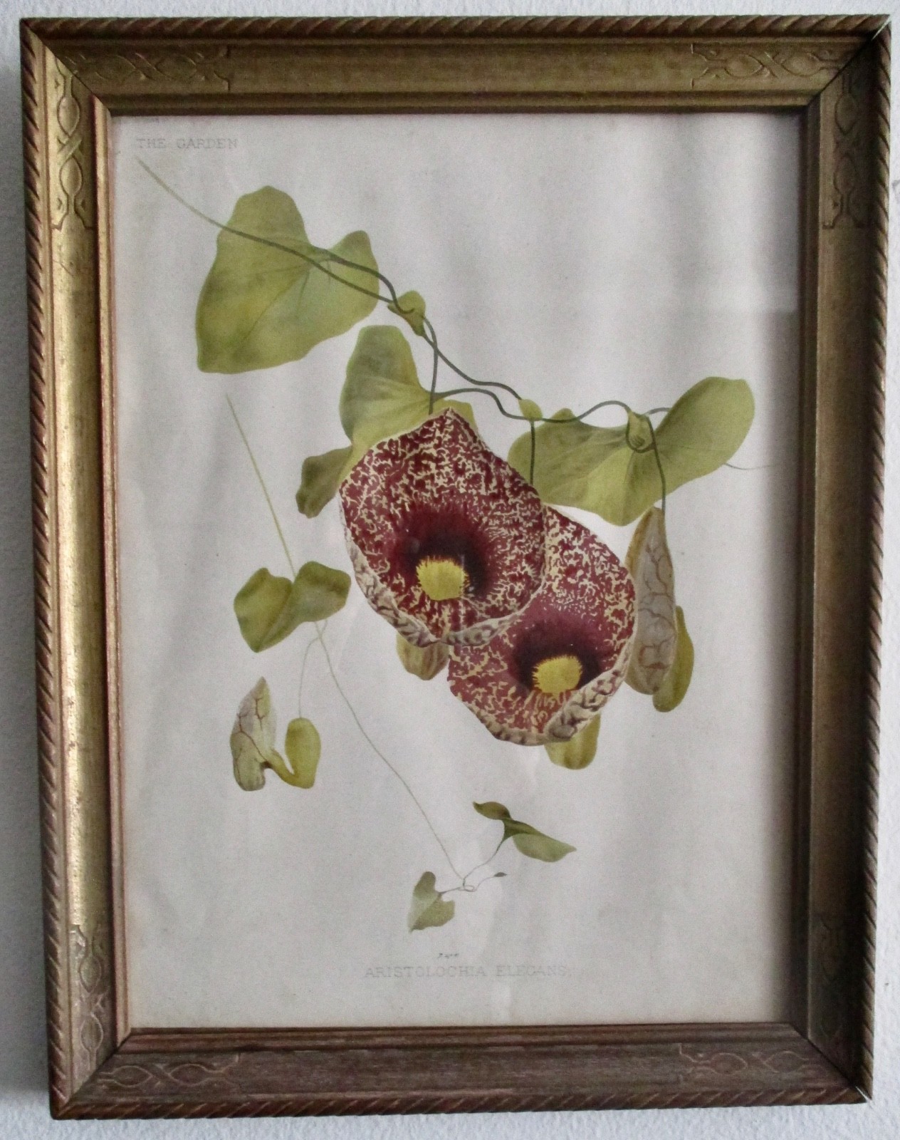 Antique Hand-Colored Dated Floral Chromolithograph With Gilt Frame/Glass Antique Hand-Colored Dated Floral Chromolithograph With Gilt Frame/Glass