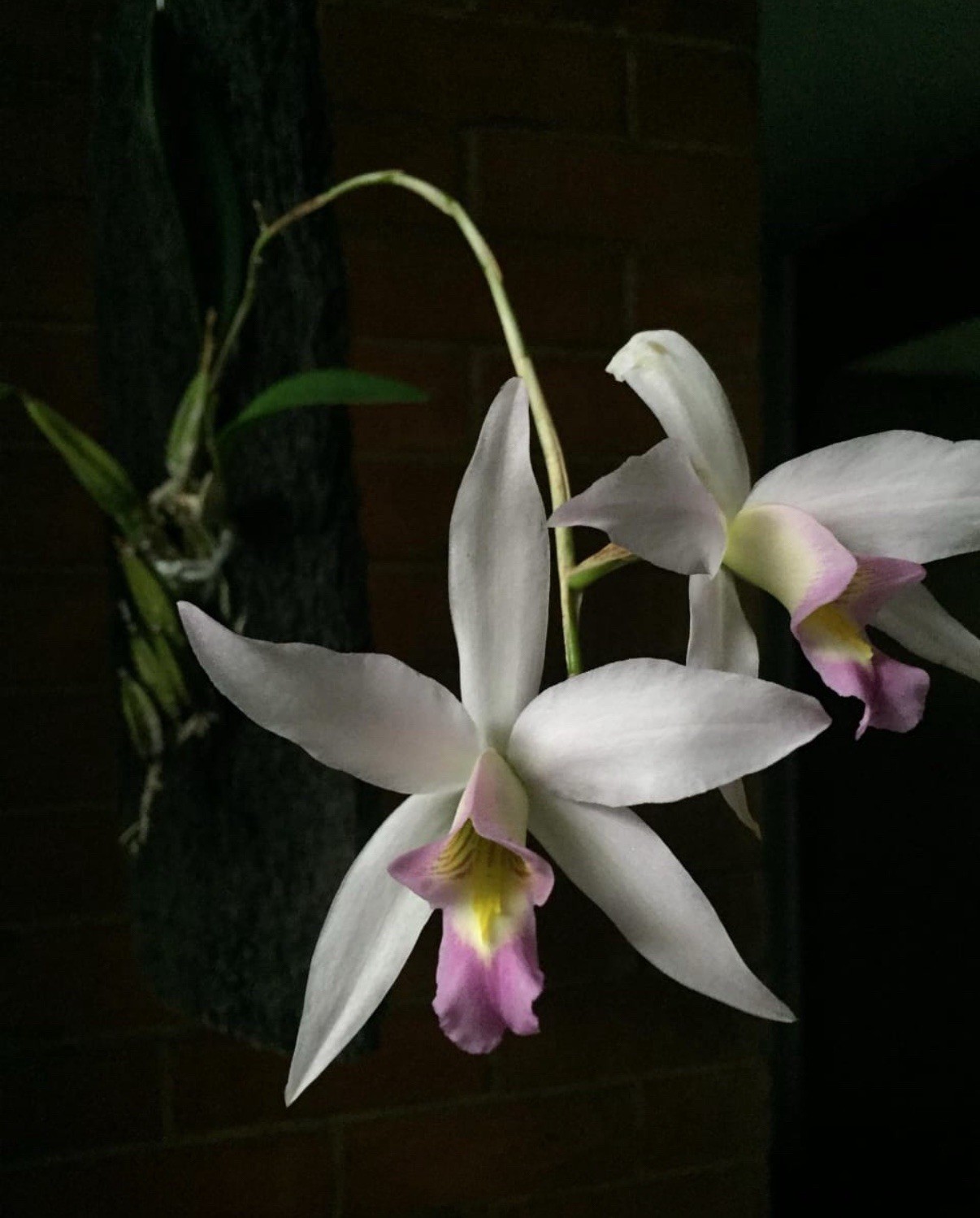 Laelia anceps Forma Carnea Medium Size Pink White Orchid Species Fresh 4” RePot