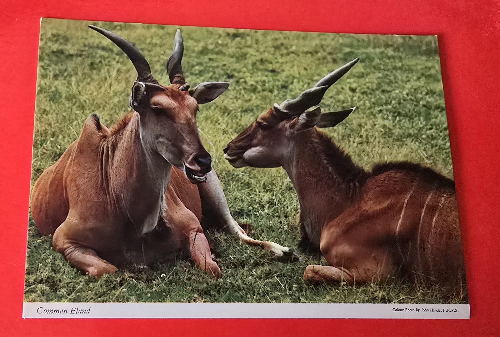 Common Eland Tanzania Post Card Common Eland Tanzania Post Card