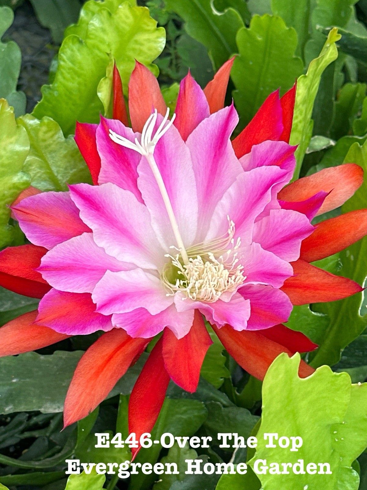 Rooted Epiphyllum Orchid Cactus ‘Over the top’ Growing In 4” Starter Pot.